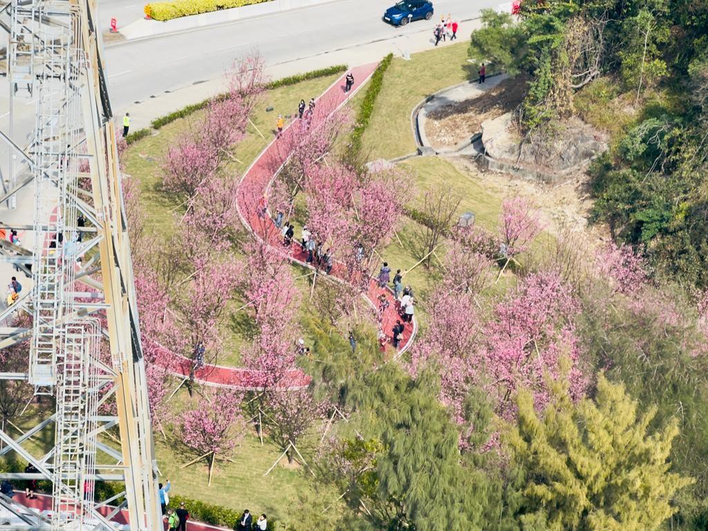 昂坪春花徑 (圖片來源: 昂坪360)