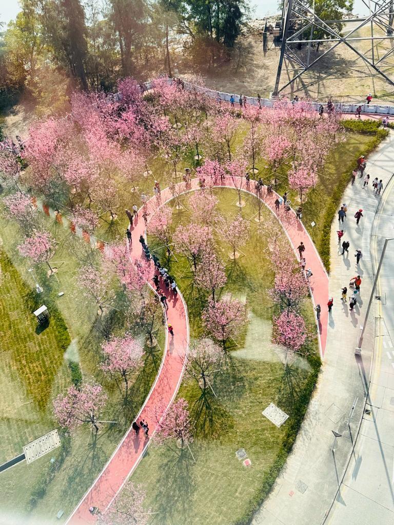 昂坪春花徑 (圖片來源: 昂坪360)