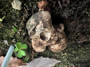 日本研究機構稱人工培植出白松露。(日本森林總合研究所圖片)