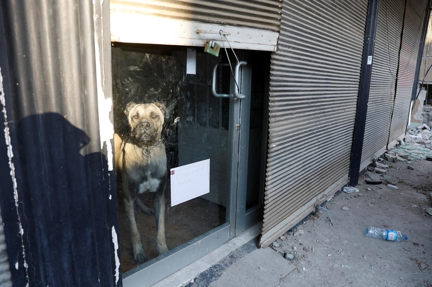 一隻狗狗被鎖在室內,對外張望。(路透社)