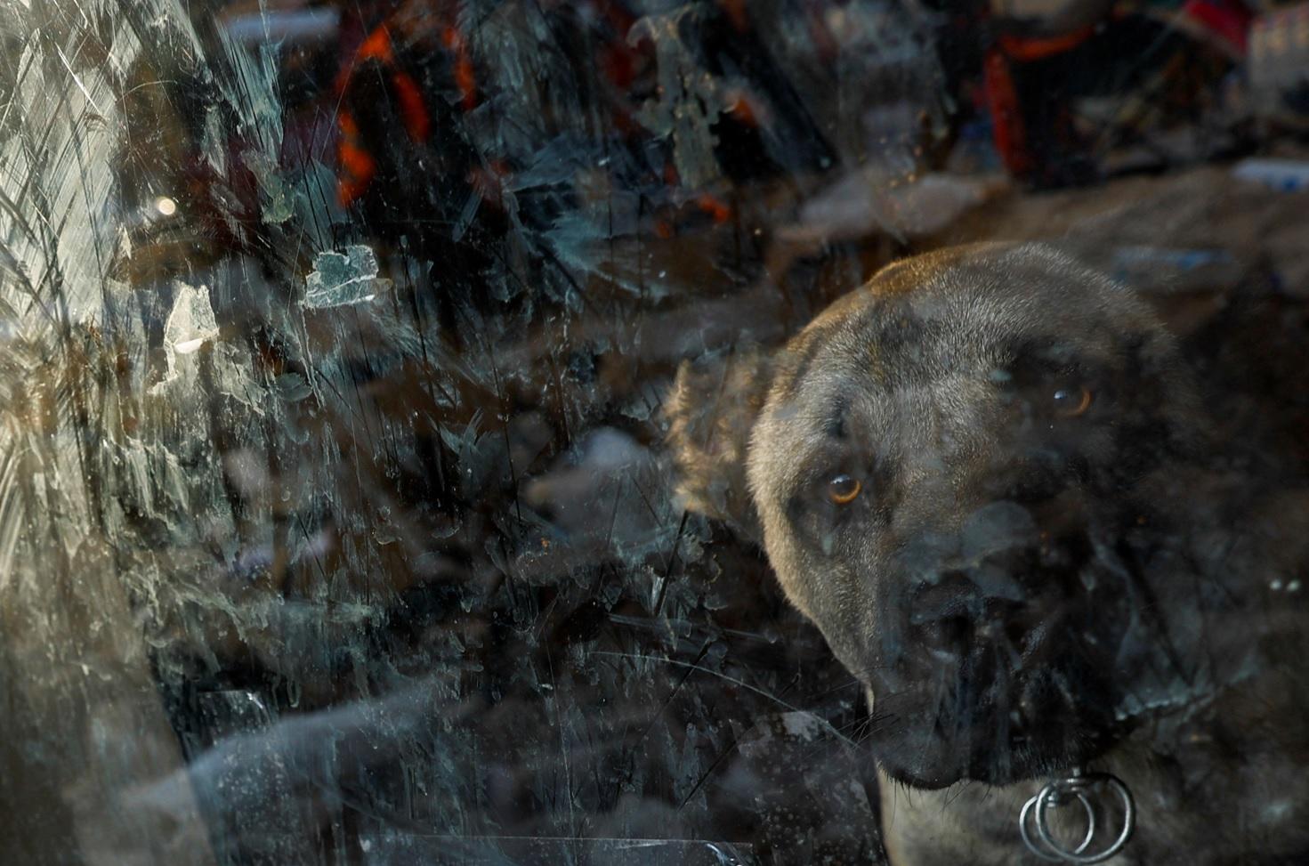 狗狗被鎖在室內,對外張望。(路透社)