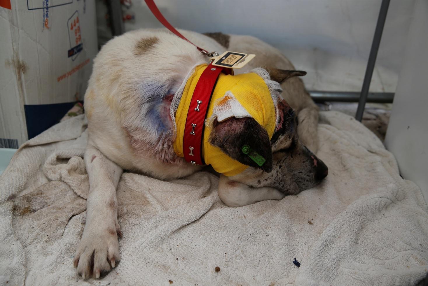 一隻受傷狗狗接受治療。(路透社)