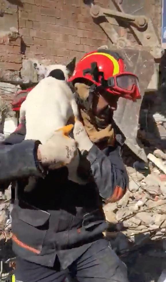 救援人員在瓦礫堆中找到一隻小狗。(路透社)