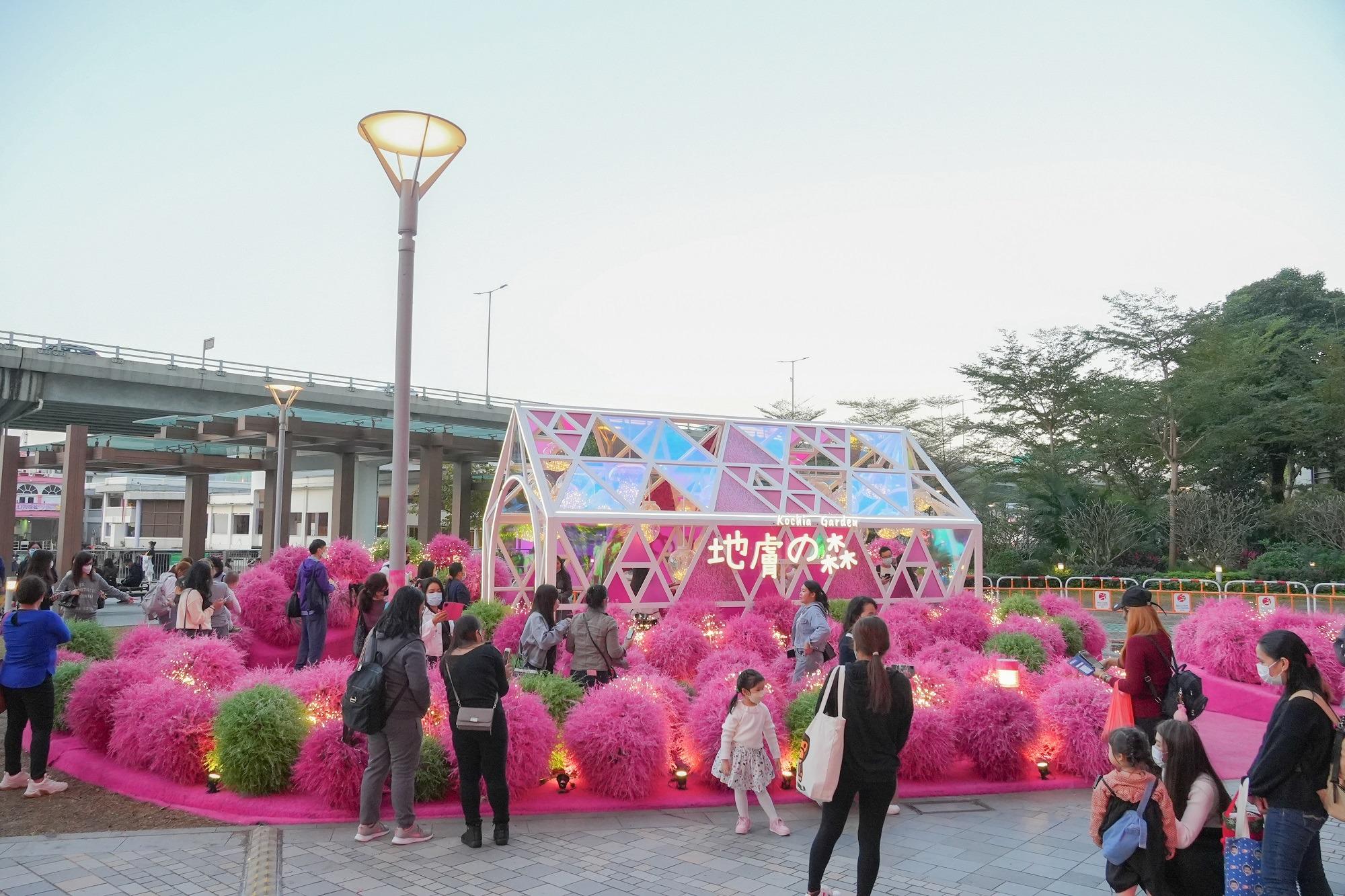 北角海濱的《地膚之森》波波草園以茨城超人氣波波草園為藍本,限時開放至3月15日。