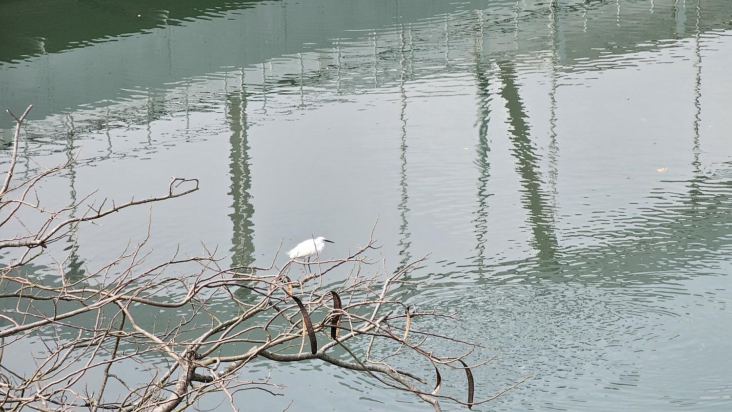 與蠔涌河和小白鷺為伴。