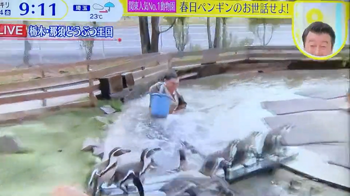 搞笑藝人假裝墮入企鵝池遭批評。(影片截圖)