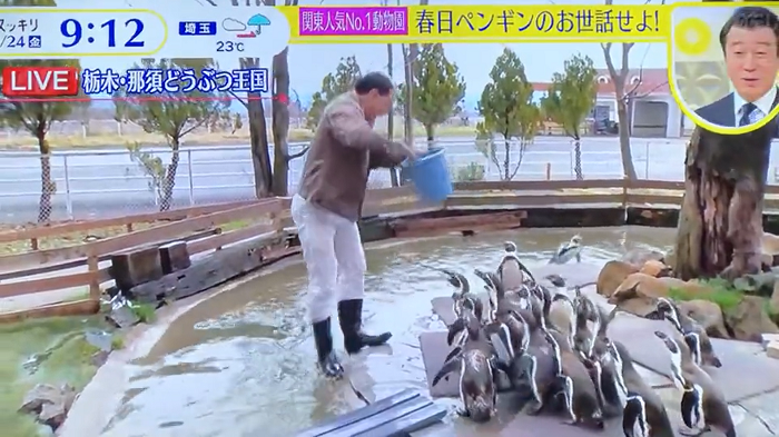 搞笑藝人假裝墮入企鵝池遭批評。(影片截圖)