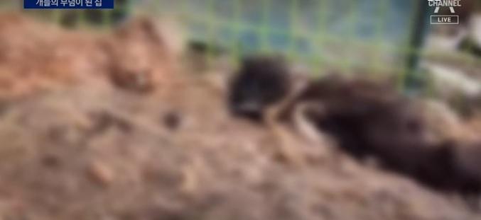 鐵籠裡有狗屍。(互聯網)