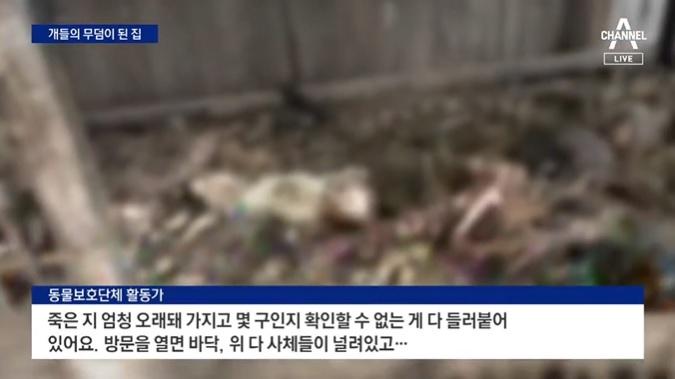 地上滿是狗屍。(互聯網)