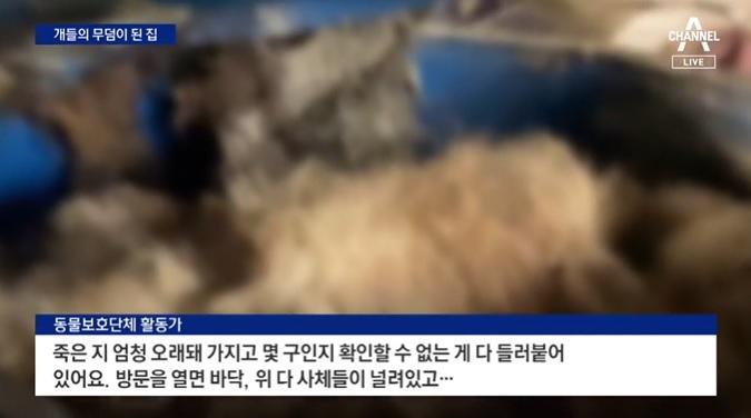 寵物箱裡藏著狗屍。(互聯網)