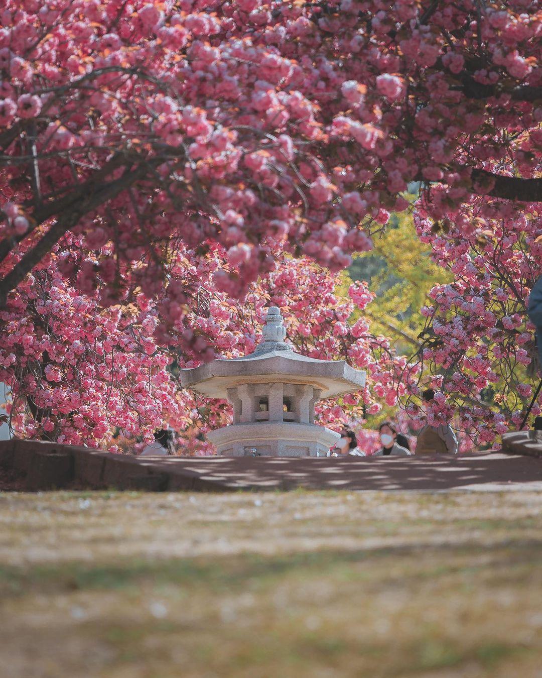 櫻花、八重櫻花追櫻一日遊