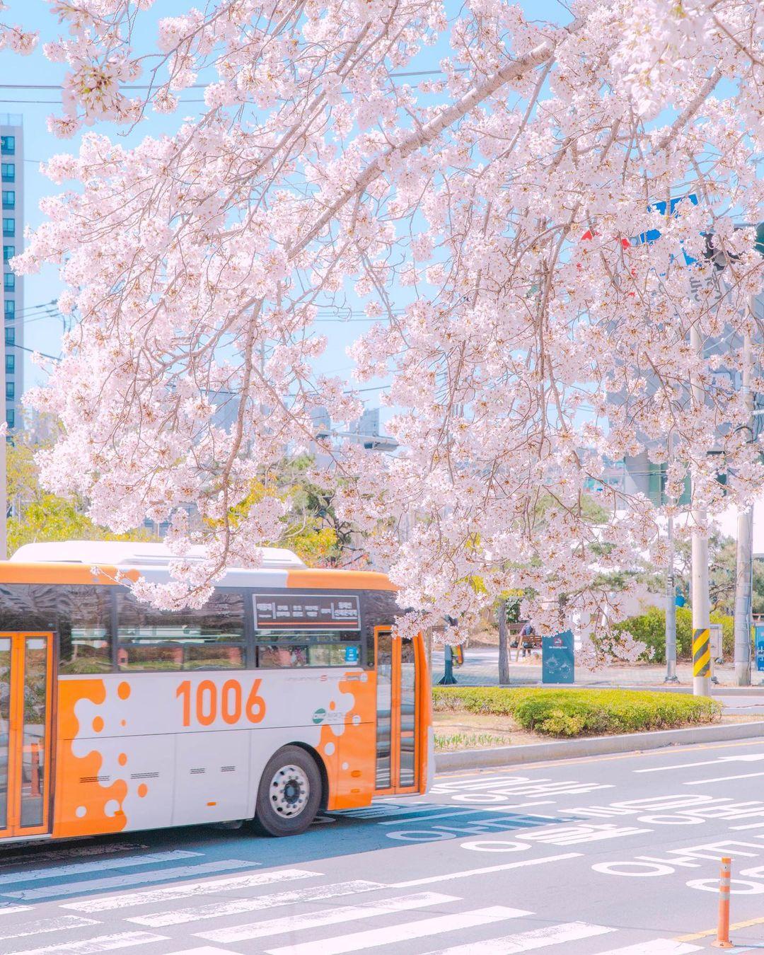 櫻花、八重櫻花追櫻一日遊