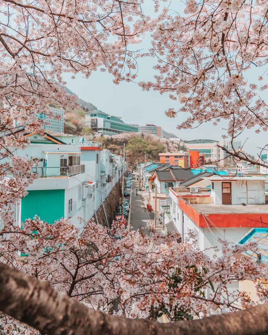釜山開琴櫻花路