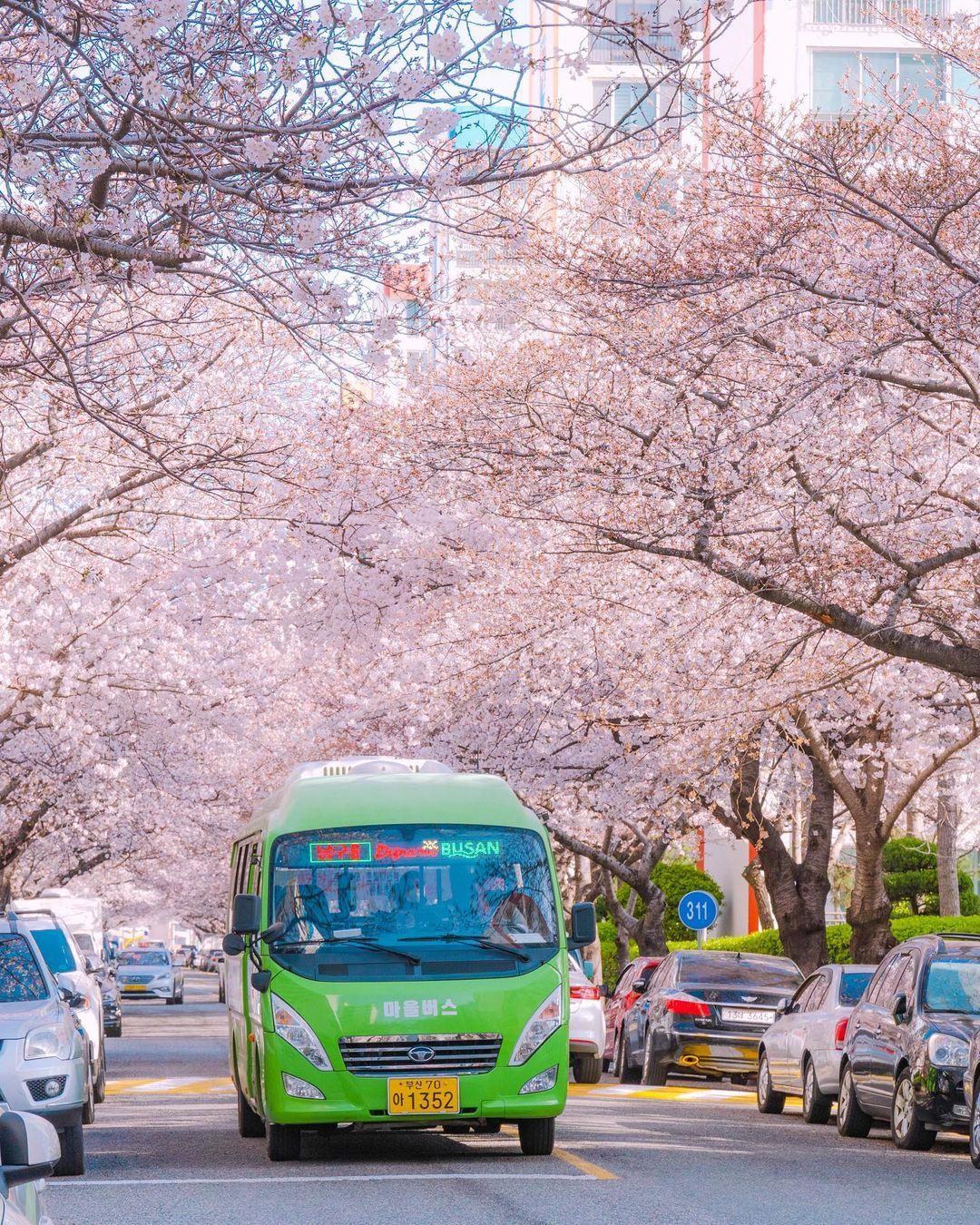 釜山開琴櫻花路