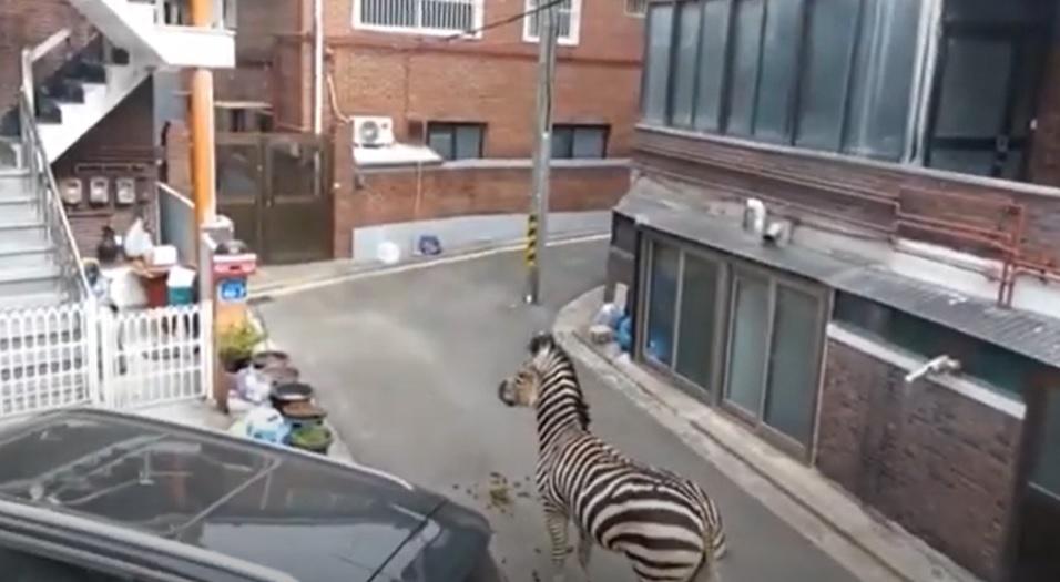 斑馬亂入住宅區。(互聯網)