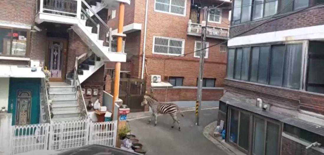 斑馬在住宅區遊走。(互聯網)