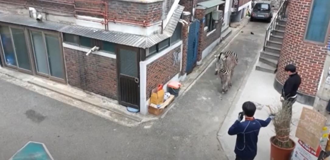 斑馬身處窄巷。(互聯網)