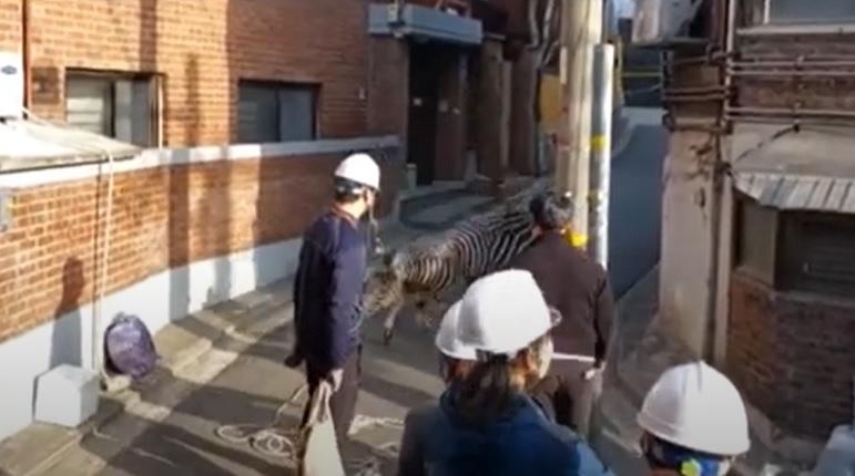 動物園人員對斑馬發射麻醉劑。(互聯網)