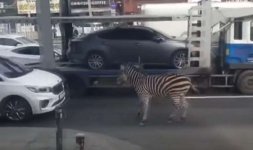 斑馬在車陣中走來走去,險象環生。(互聯網)
