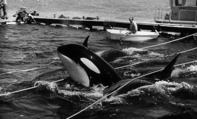 1970年,當時年僅4歲的殺人鯨Lolita被捉,並被賣給邁阿密海洋生態館。(AP)