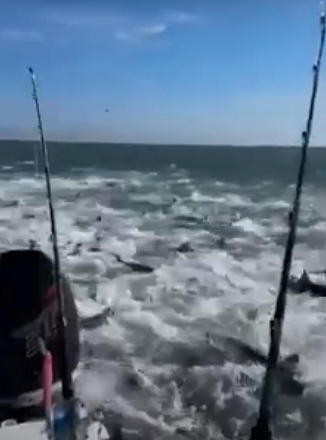 駛近一看,始知道是數百條鯊魚正在追捕一大群鯡魚,水面湧現無數個深色的鯊魚鰭,包圍著釣魚艇。(YouTube)