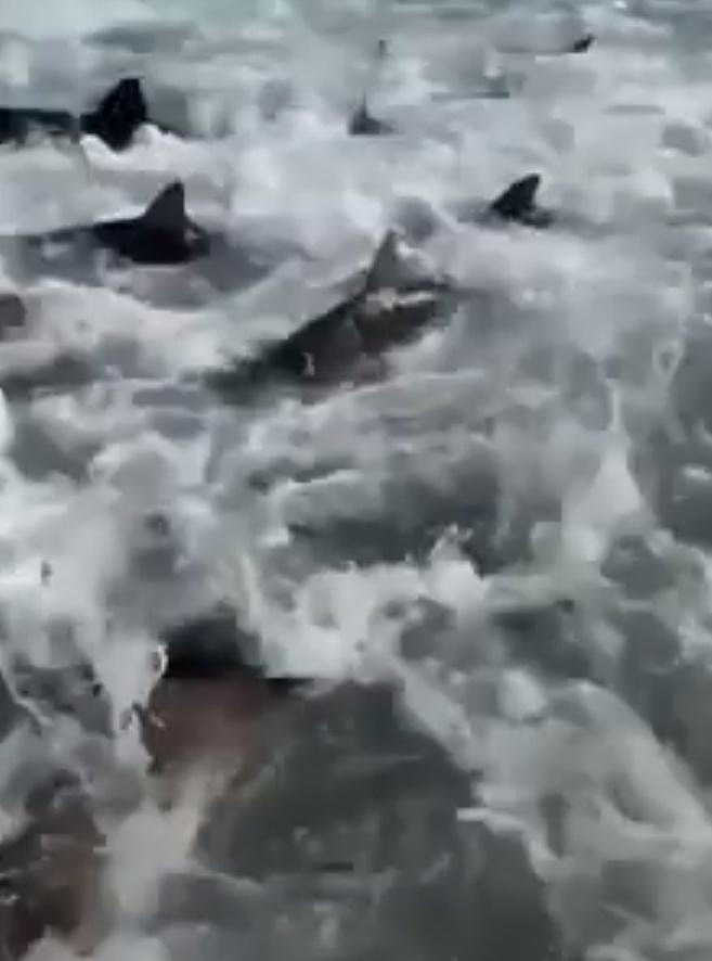 鯊魚似在爭相搶食,更激烈得撞到艇身,將海水都濺到船上。(YouTube)