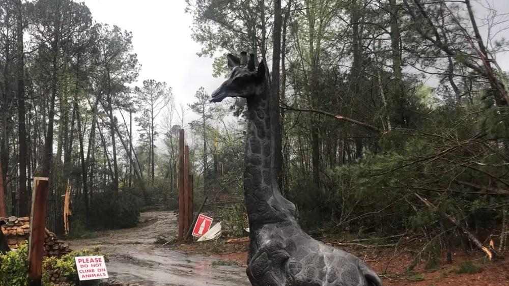 動物園園區遭受嚴重破壞,一片狼藉,大量樹木被吹倒,欄柵扭曲或倒下。(FB)