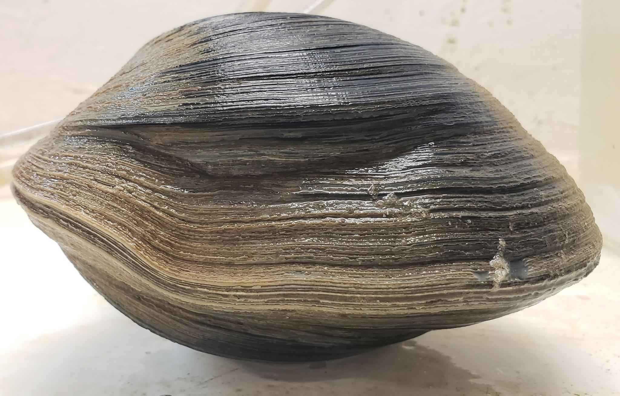 研究人員透過蚌殼上如樹木年輪的紋路,推算它應該於1809年出現在地球上。(FB)