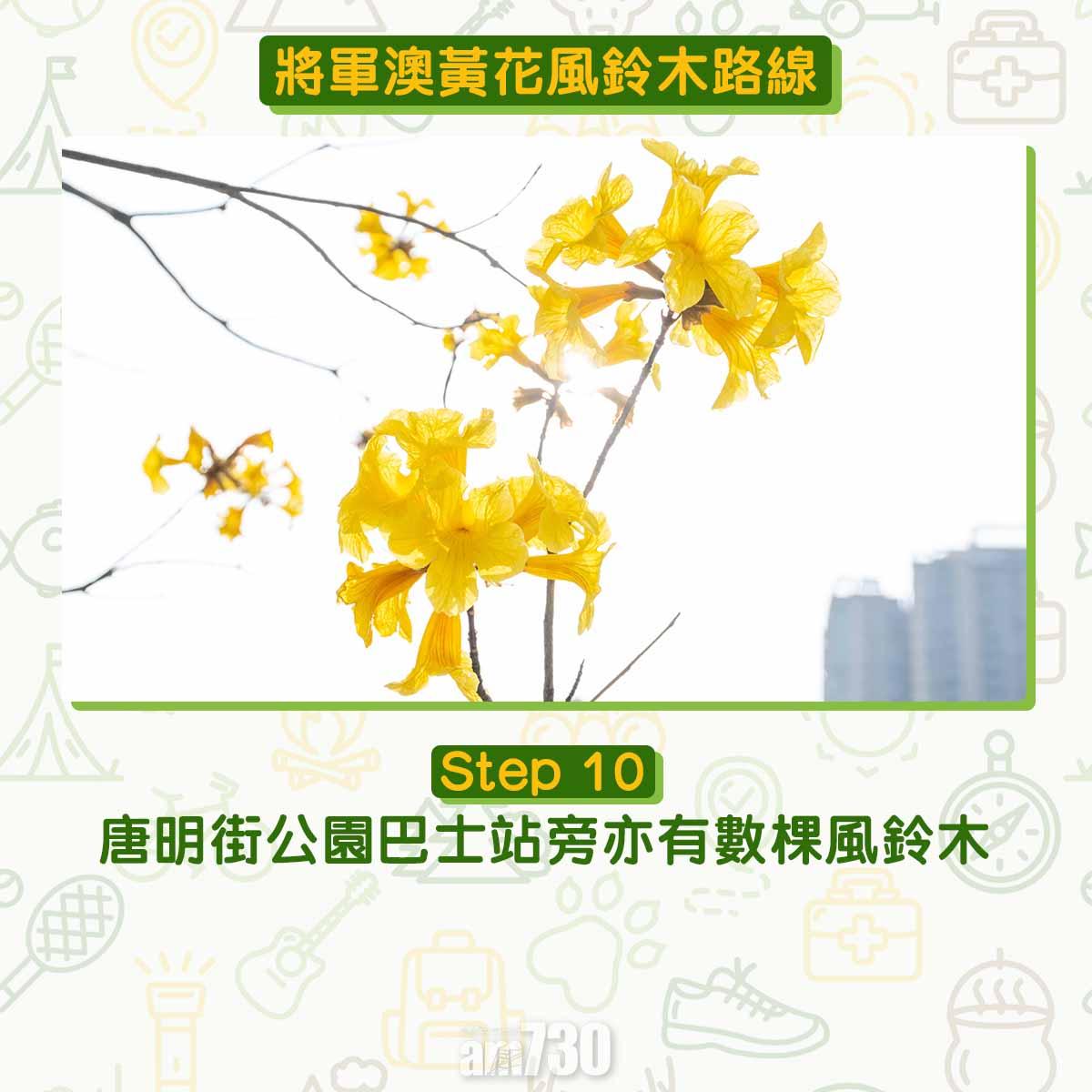 黃花風鈴木︱將軍澳唐明街公園