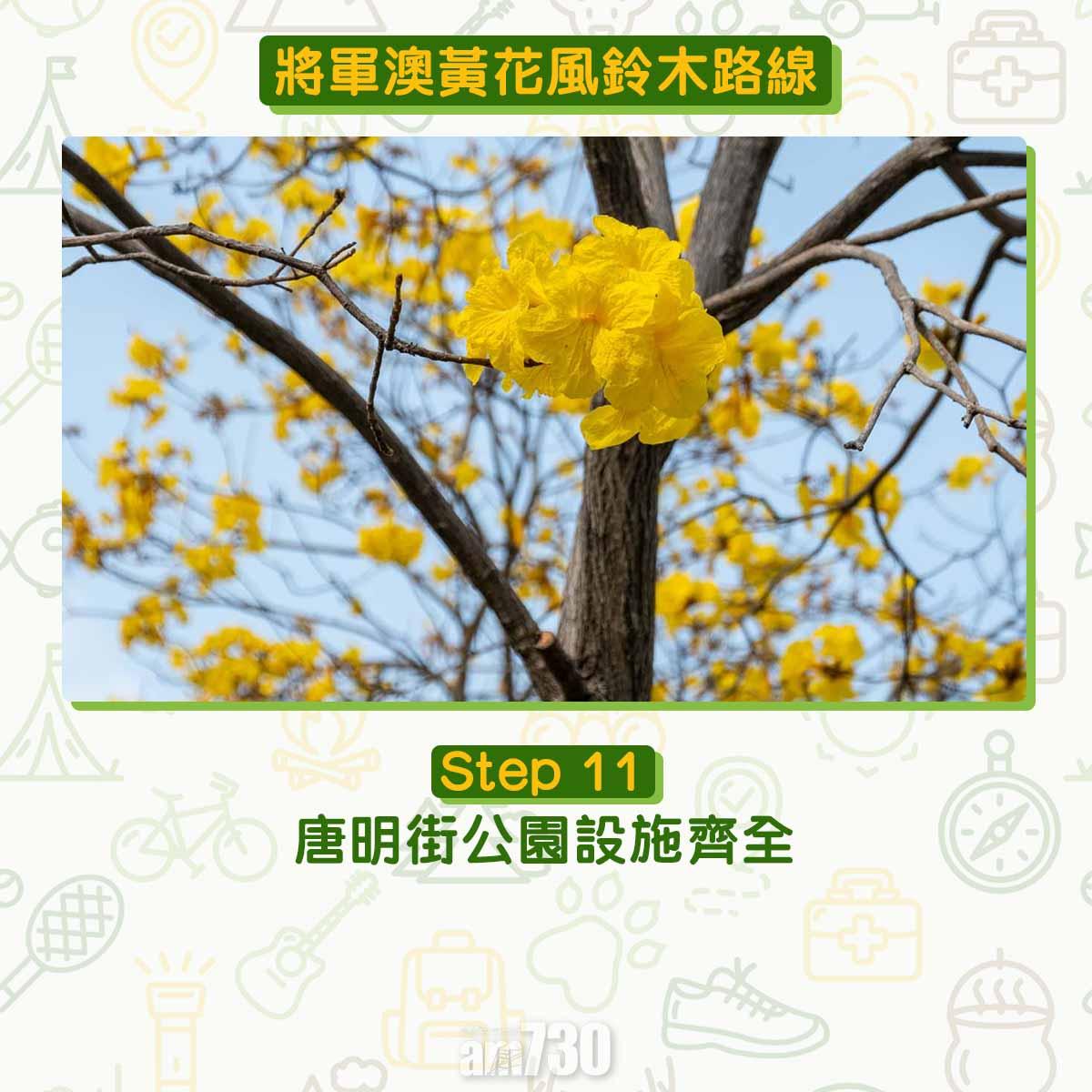 黃花風鈴木︱將軍澳唐明街公園