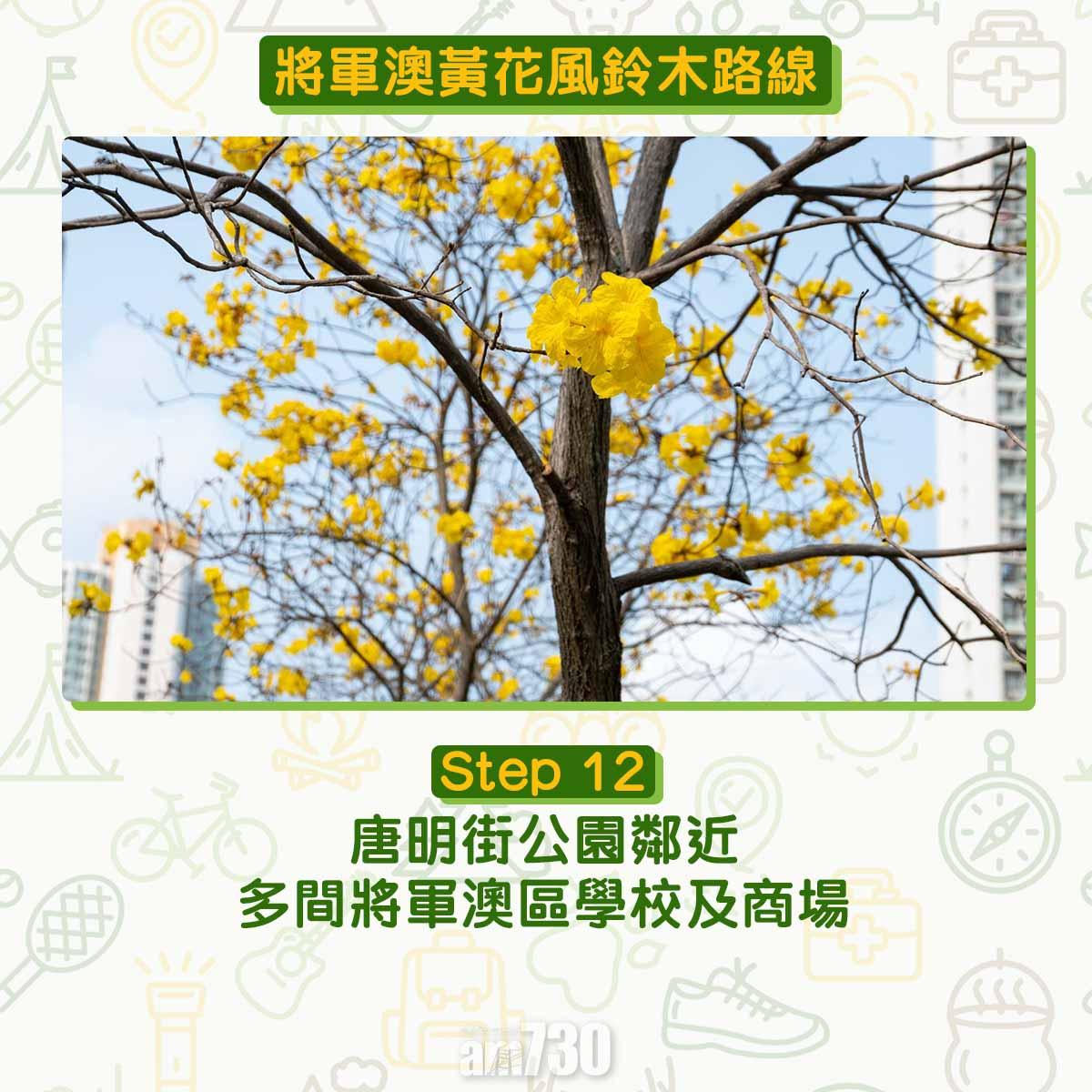 黃花風鈴木︱將軍澳唐明街公園