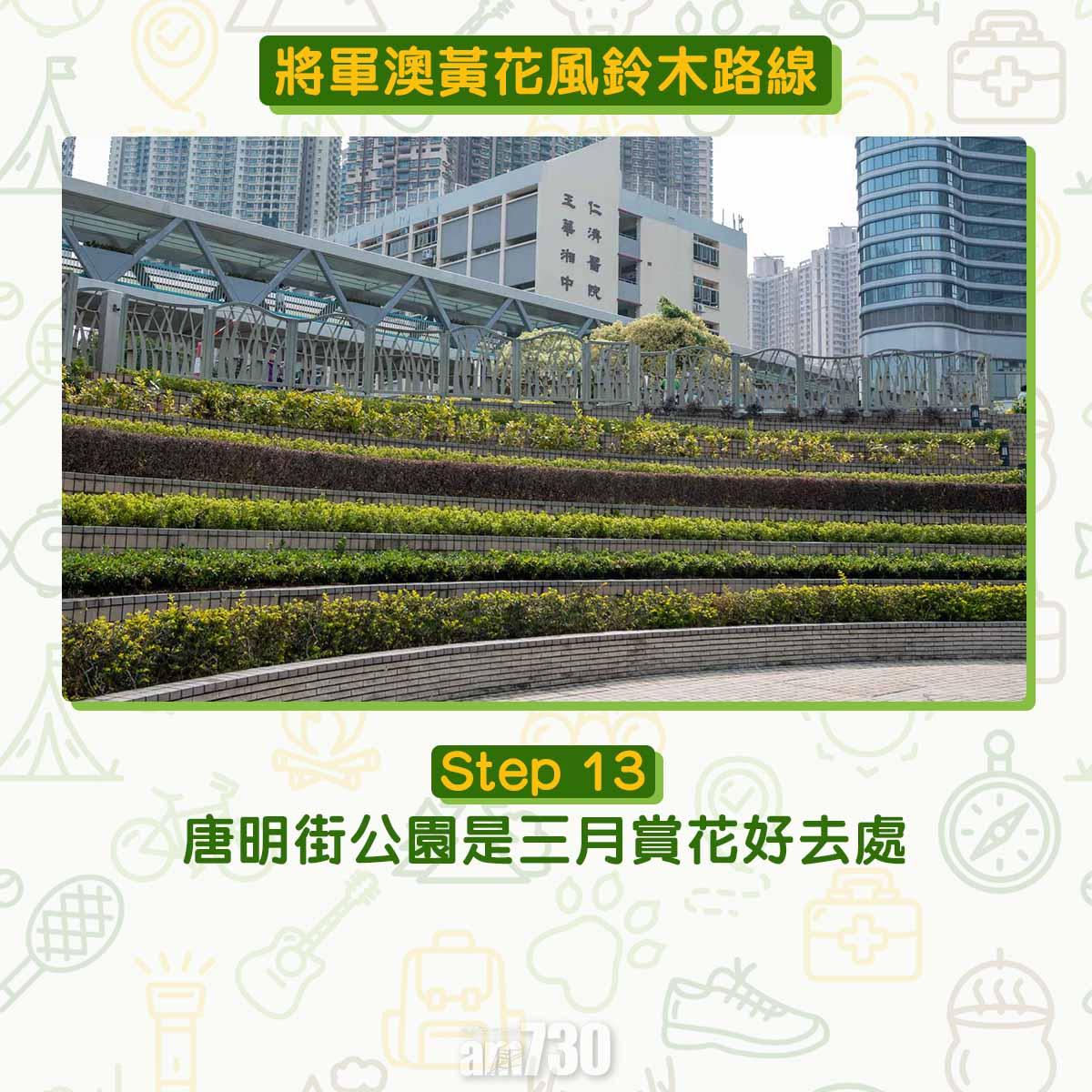 黃花風鈴木︱將軍澳唐明街公園