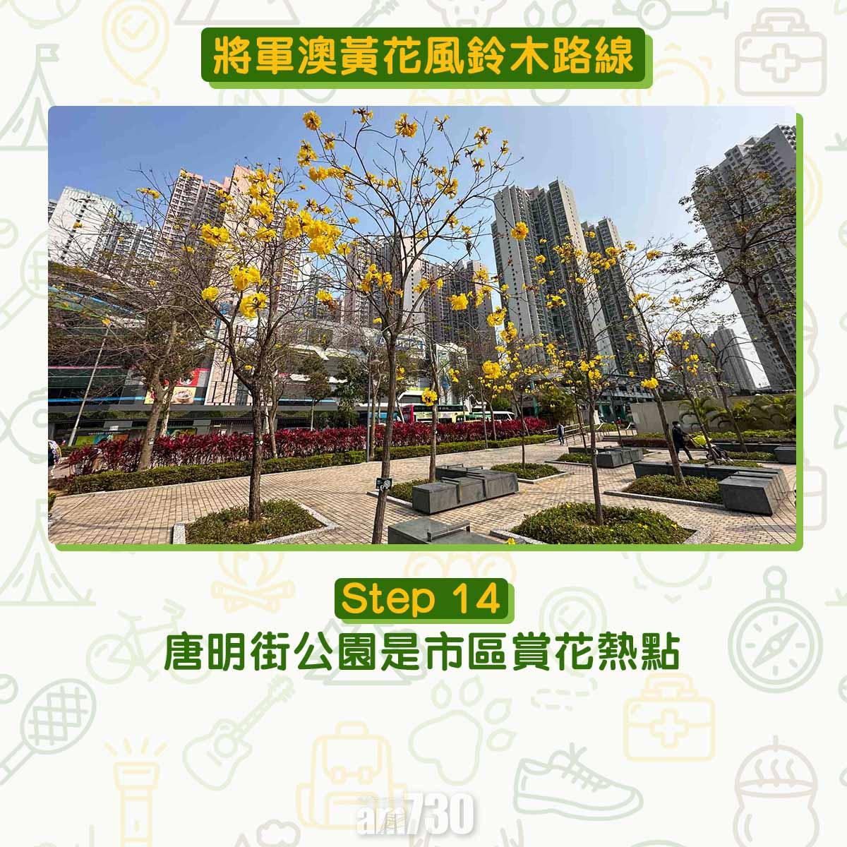 黃花風鈴木︱將軍澳唐明街公園
