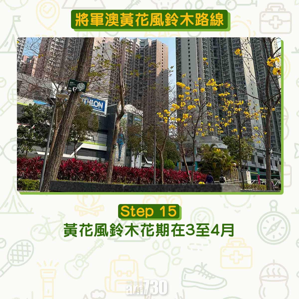 黃花風鈴木︱將軍澳唐明街公園