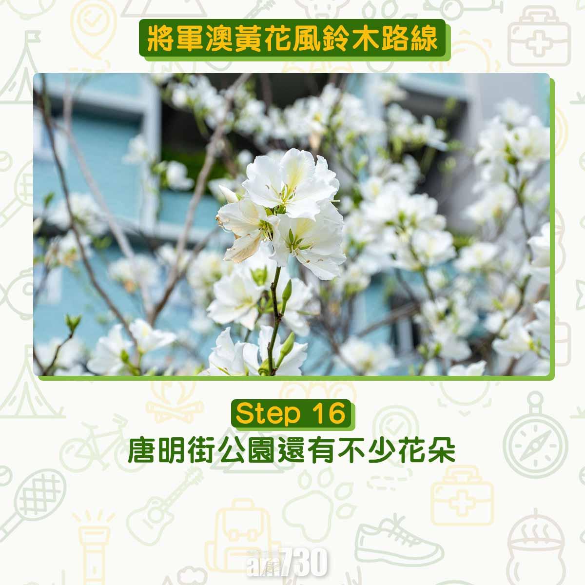 黃花風鈴木︱將軍澳唐明街公園