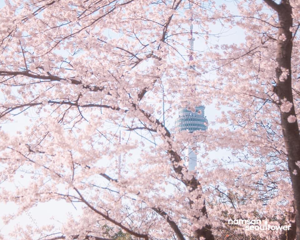 南山公園 (圖片來源:Facebook @남산서울타워)