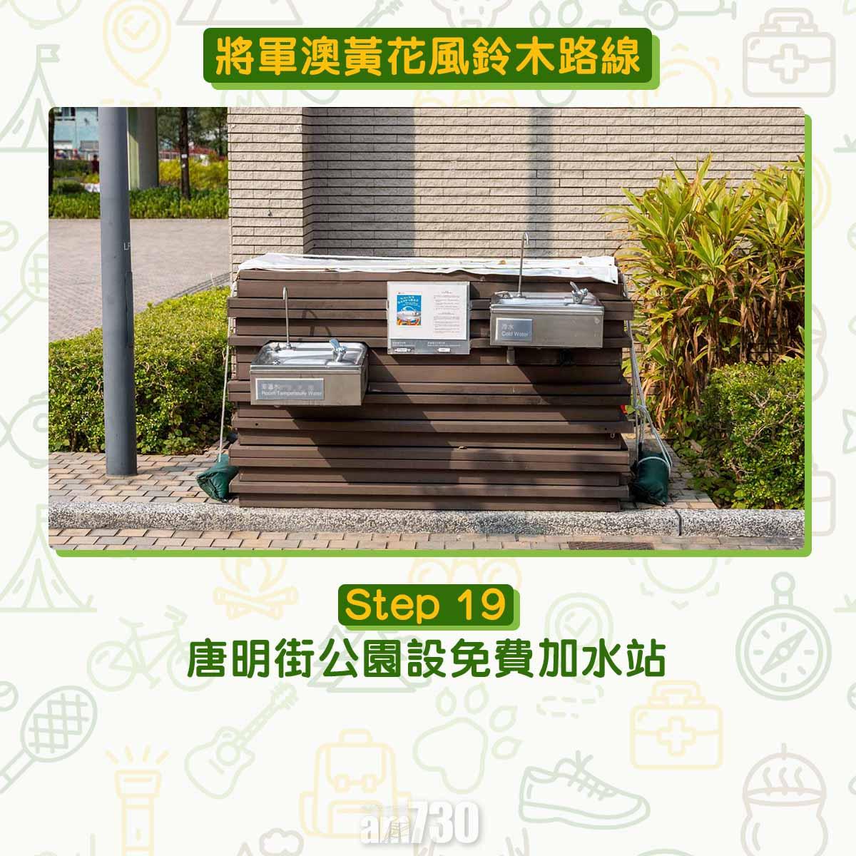 黃花風鈴木︱將軍澳唐明街公園