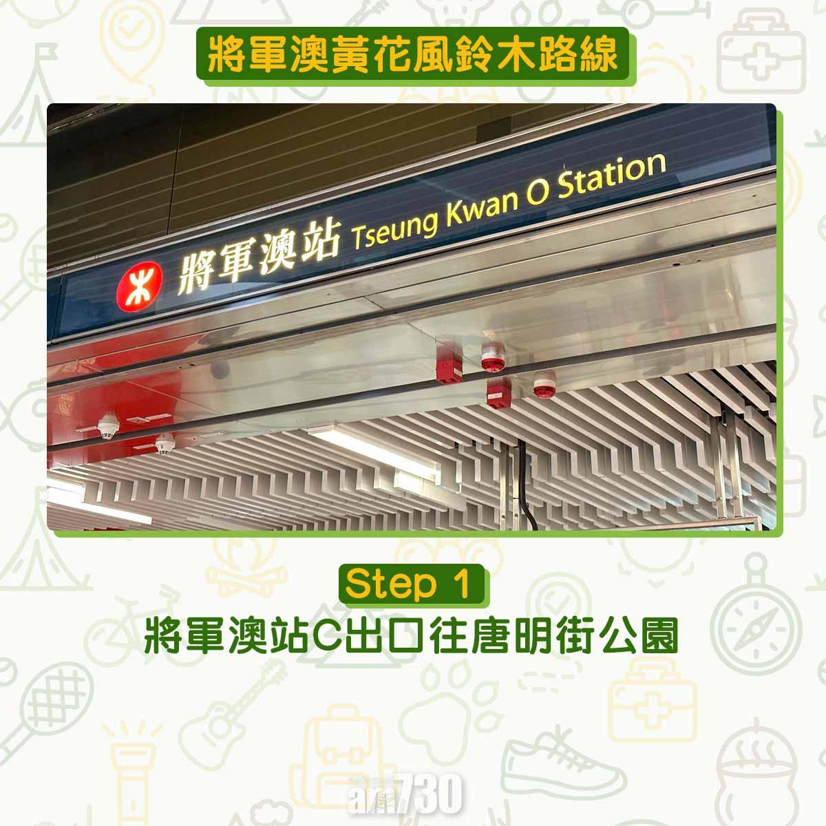 黃花風鈴木︱將軍澳唐明街公園