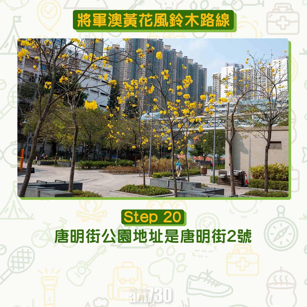 黃花風鈴木︱將軍澳唐明街公園