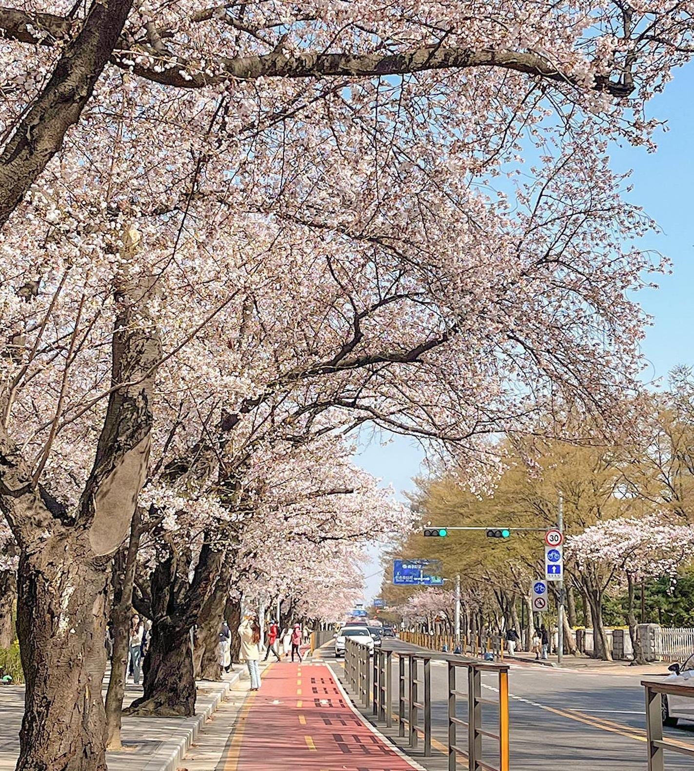 汝矣島漢江公園(圖片來源:Instagram @ zzuyul_)