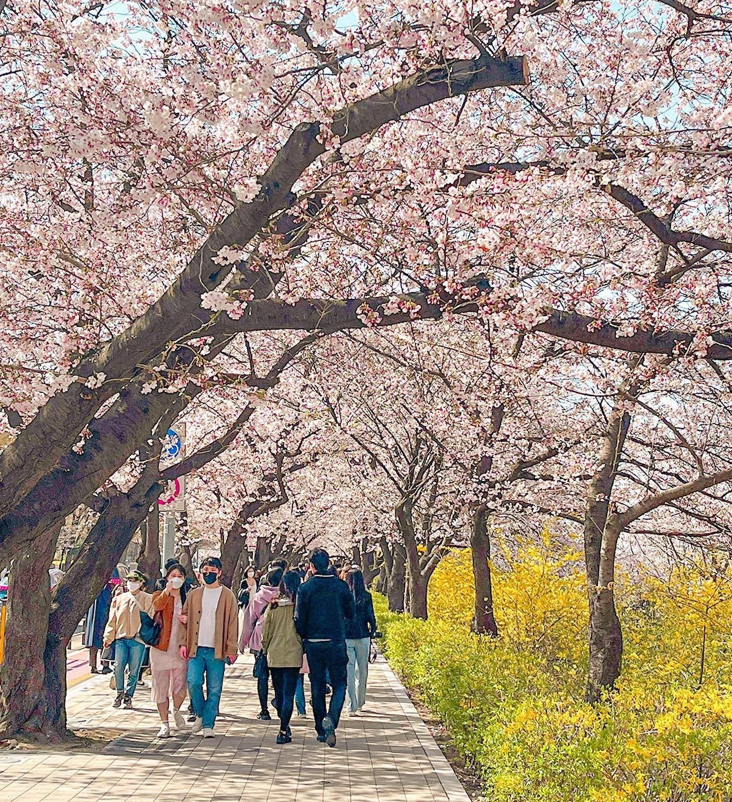 汝矣島漢江公園(圖片來源:Instagram @ zzuyul_)