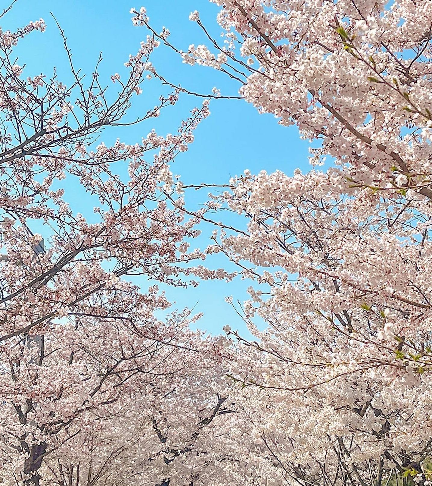 汝矣島漢江公園(圖片來源:Instagram @ zzuyul_)