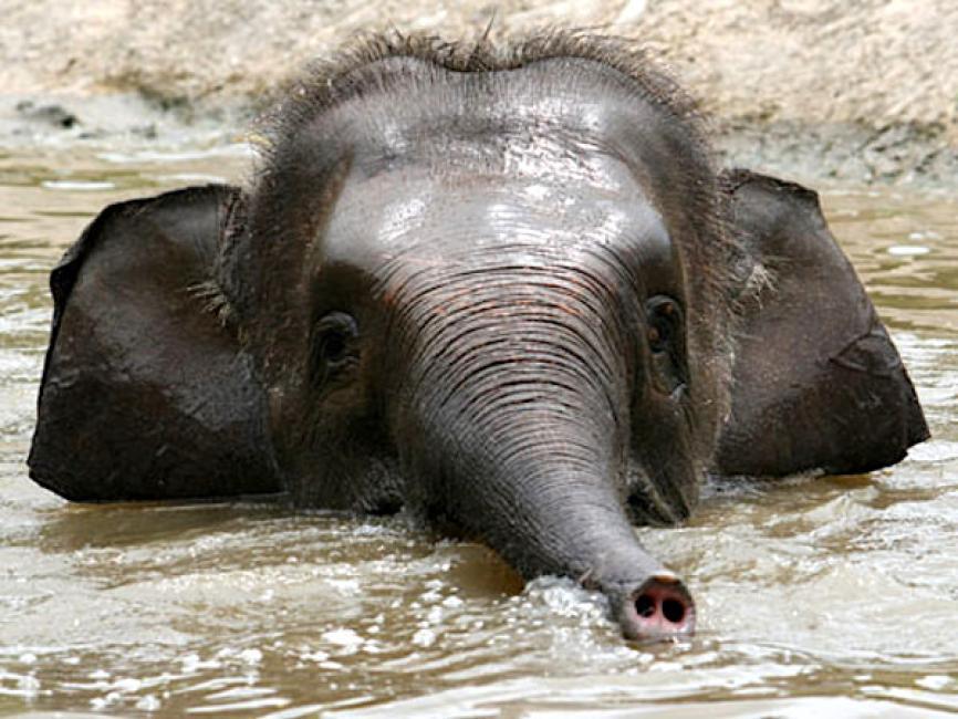 亞庇洛高宜野生動物園