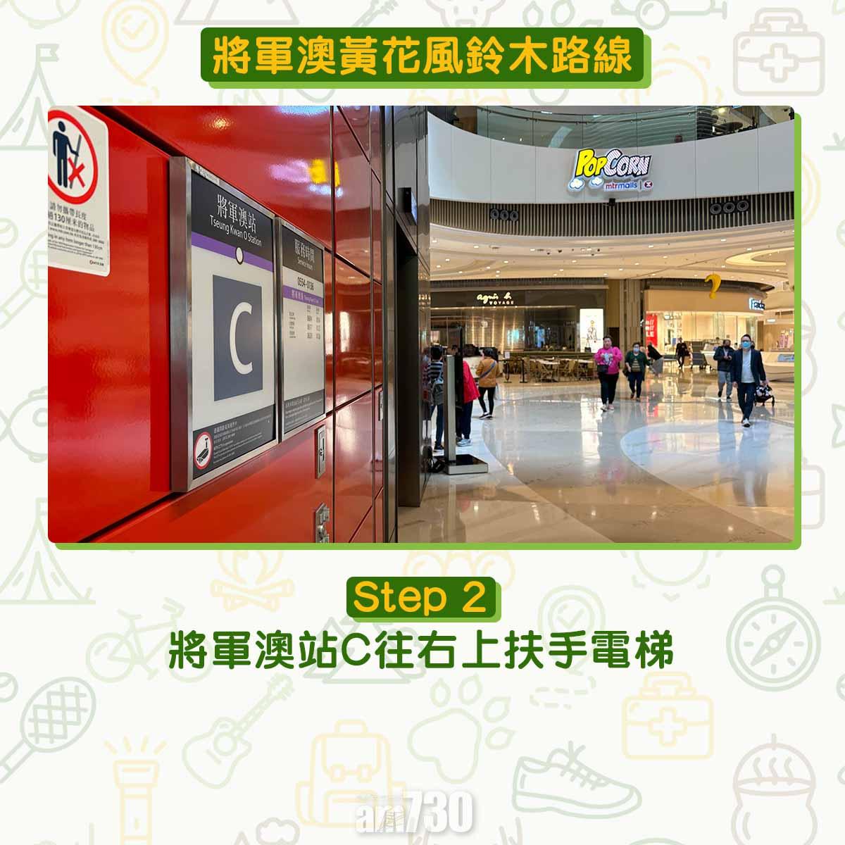 黃花風鈴木︱將軍澳唐明街公園