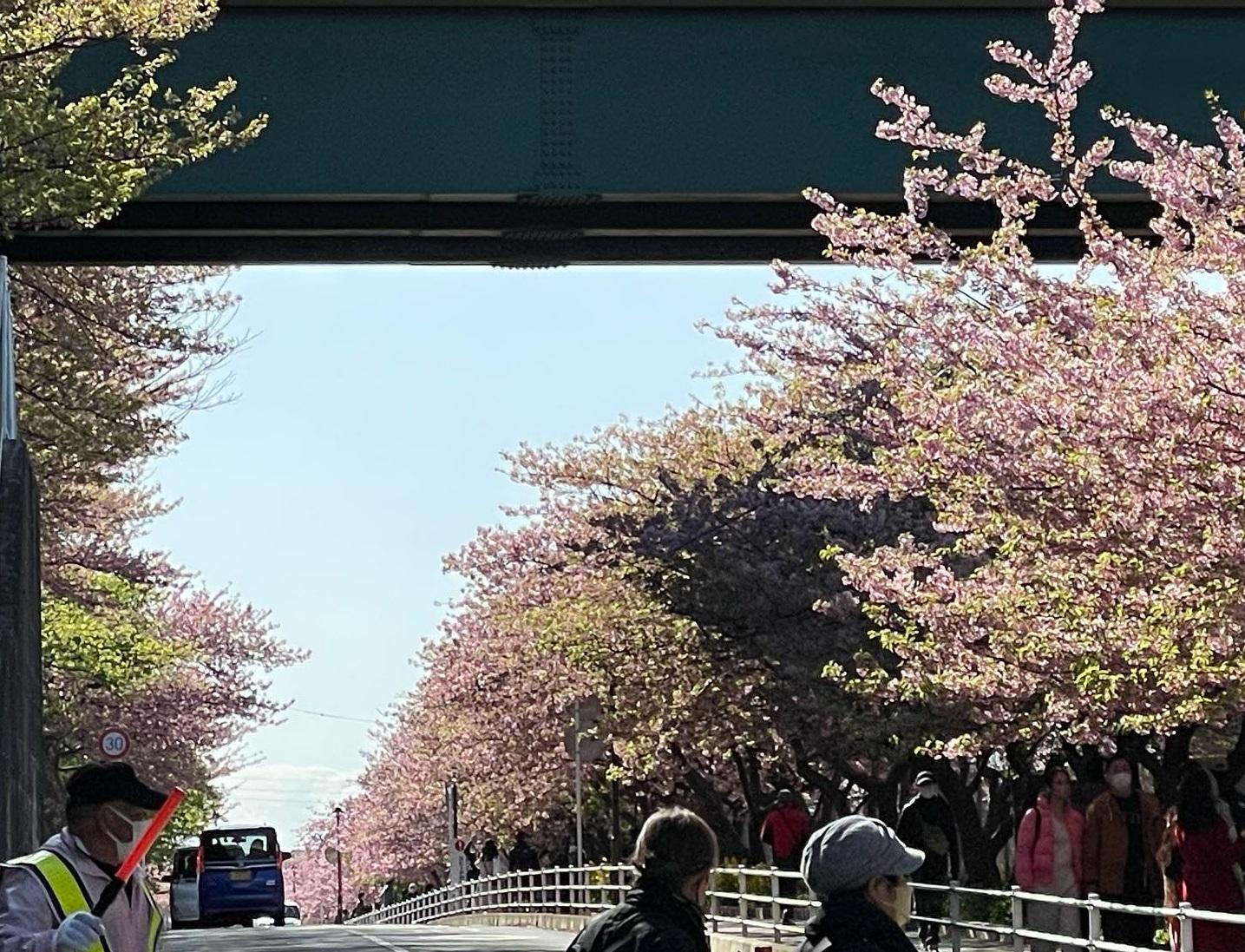 日本氣象廳指今年櫻花提早盛開。(本報攝)