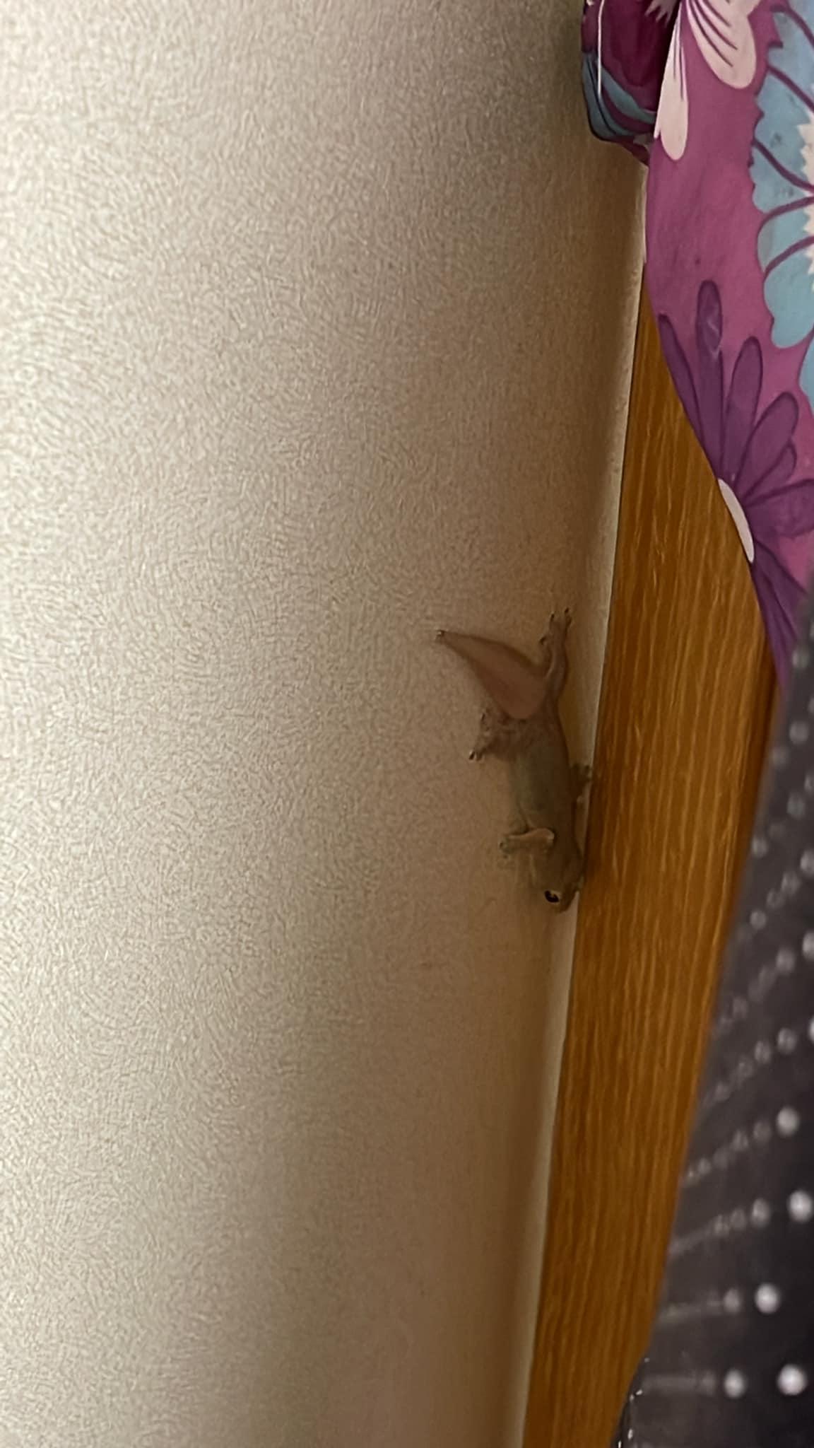 家中驚現「不速之客」,可愛四腳蛇身形脹爆似玩具。(FB香港滅蟲關注組)