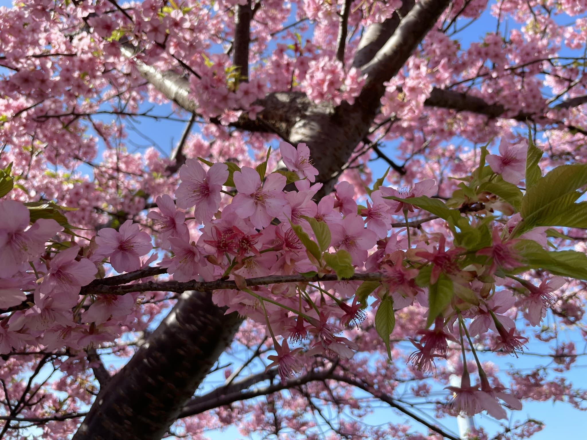 東京上野公園將容許可以飲食,令賞櫻會將可重新進行。(本報攝)