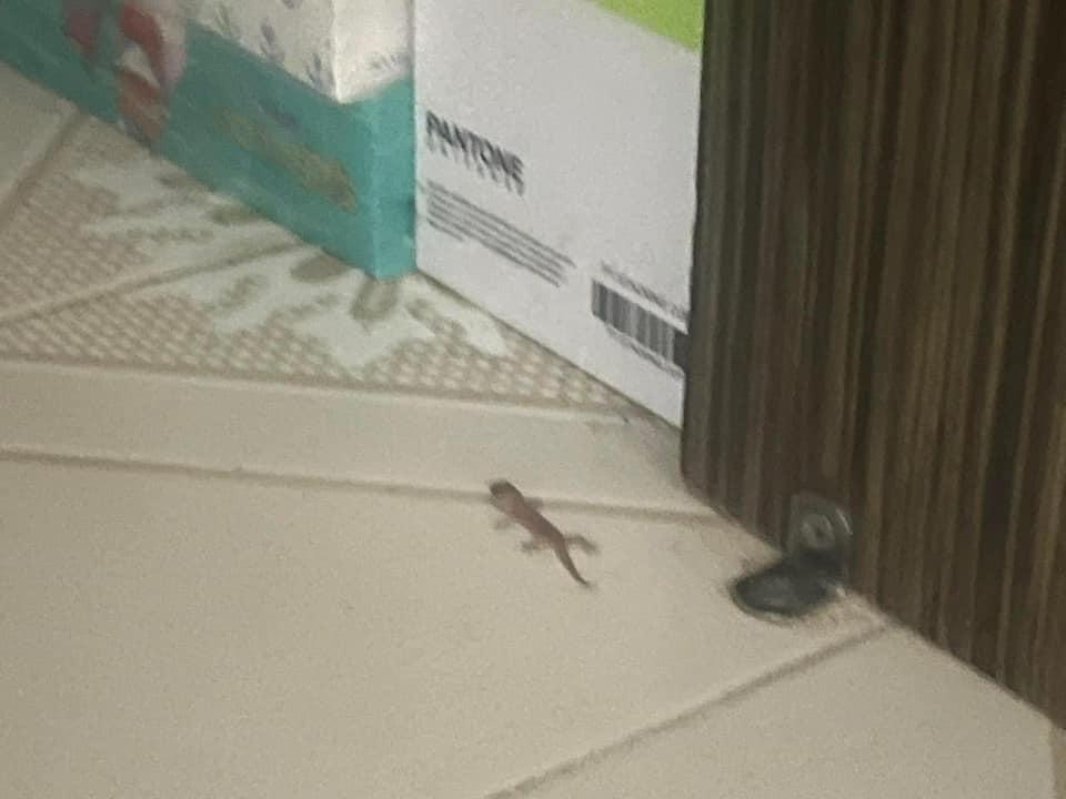 家中驚現「不速之客」,可愛四腳蛇身形脹爆似玩具。(FB香港滅蟲關注組)