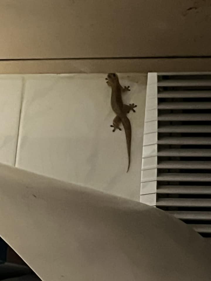 家中驚現「不速之客」,可愛四腳蛇身形脹爆似玩具。(FB香港滅蟲關注組)