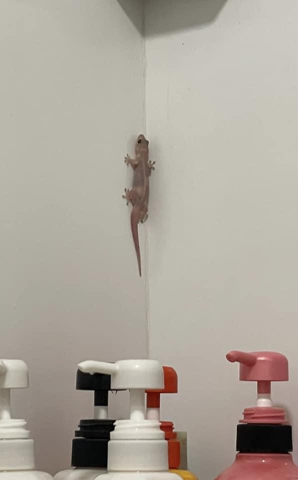 家中驚現「不速之客」,可愛四腳蛇身形脹爆似玩具。(FB香港滅蟲關注組)